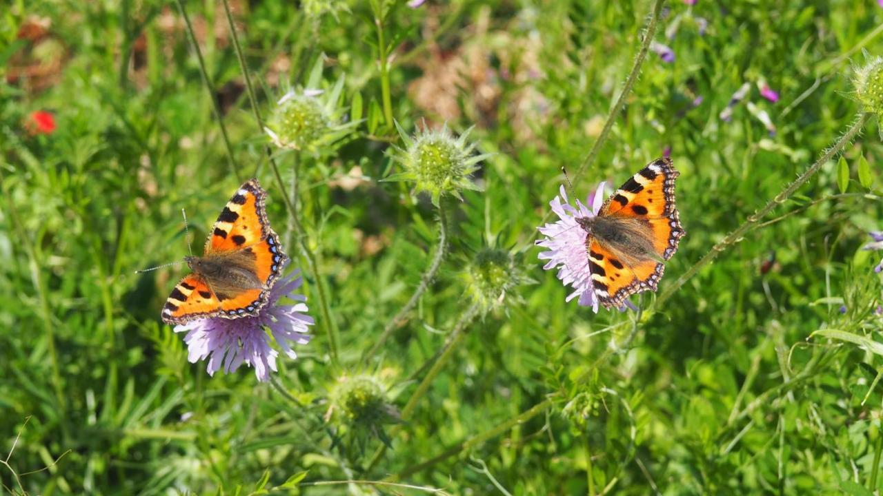 Urlaub Im Naturgarten Leilighet Bergneustadt Eksteriør bilde